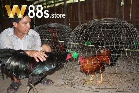 Cách Chăm Sóc Gà Đá Trong Chuồng W88 là gì?