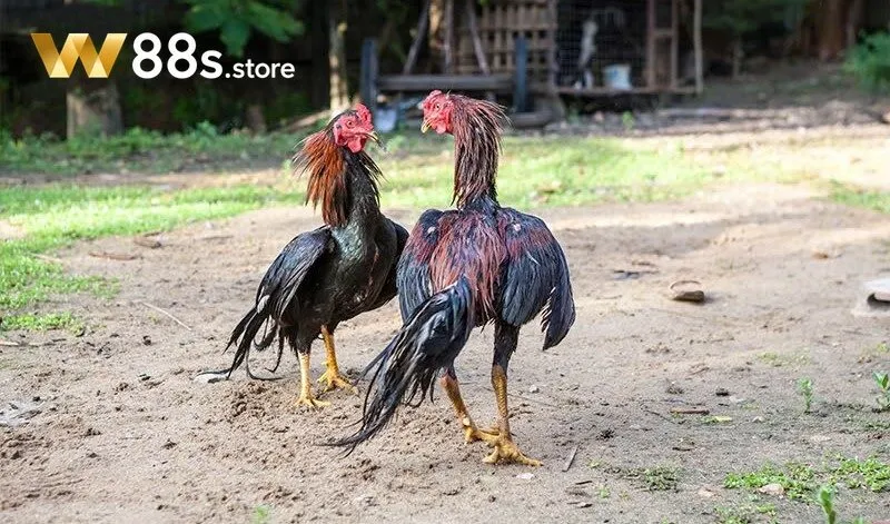 Cách Xử Lý Gà Đá Bị Chấn Thương W88 là gì?