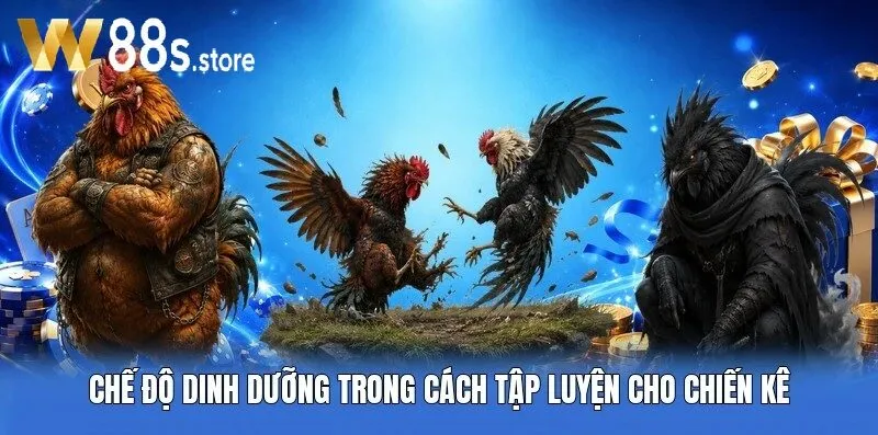 Chế độ dinh dưỡng trong cách tập luyện cho chiến kê