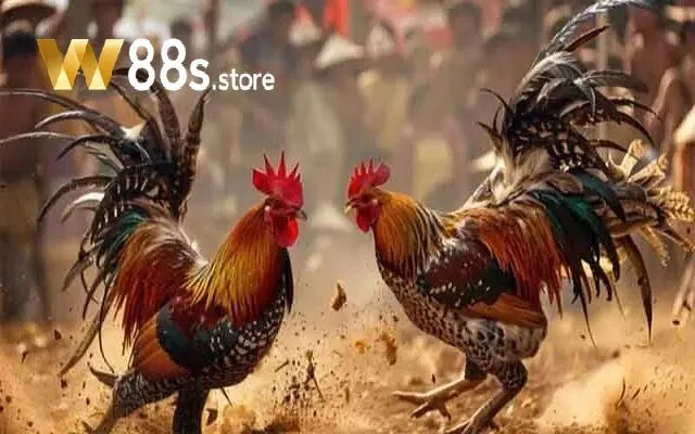Đá Gà W88 là gì?