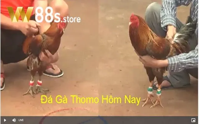 Giải đáp các câu hỏi về Đá Gà W88 