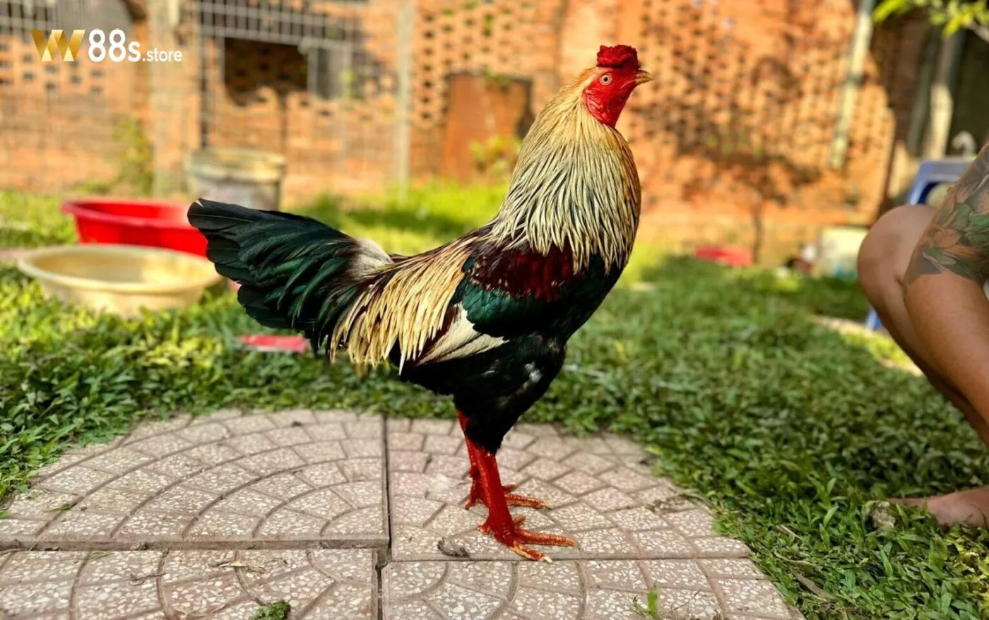 Kinh nghiệm chăm sóc gà đá khỏe mạnh