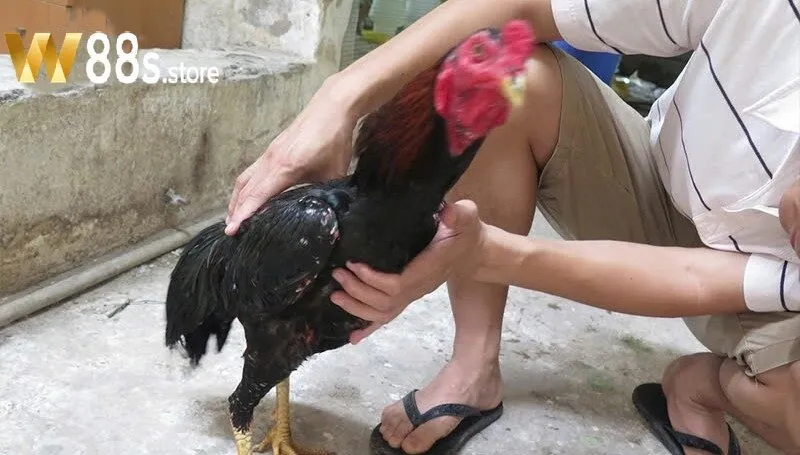 Theo dõi quá trình hồi phục